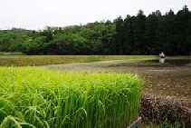 写真:農山村の田園風景