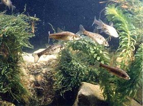 写真:ウシモツゴ