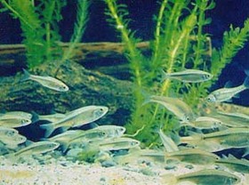 写真:カワバタモロコ