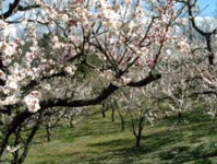 白い花を枝一面に咲かせている梅の様子