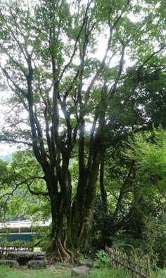 名木指定第351号の写真