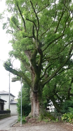 名木指定第352号の写真