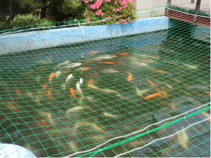 写真:監視池を魚が泳ぐ様子
