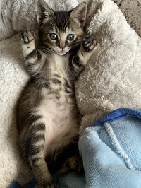 ボランティアの方に預かっていただいた子猫01