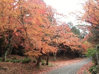 紅葉の様子