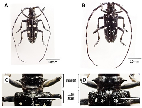 ゴマダラカミキリ(在来種)との比較画像