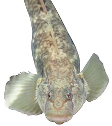 カワヨシノボリ