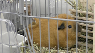 飼育するモルモット（イメージ）