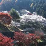写真：紅葉と桜