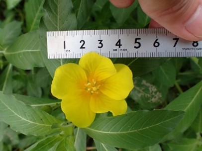 オオバナミズキンバイの花